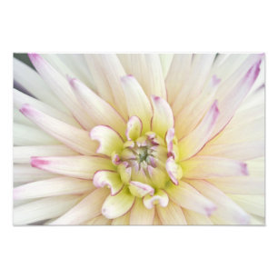 USA, Washington, Bellevue, Bellevue Botanical 2 Photo Print