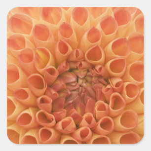 USA, Washington, Bellevue, Bellevue Botanical 3 Square Sticker