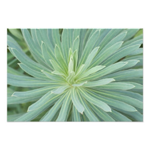 USA, Washington, Bellevue, Bellevue Botanical 4 Photo Print