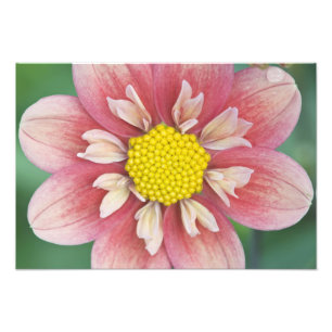 USA, Washington, Bellevue, Bellevue Botanical Photo Print