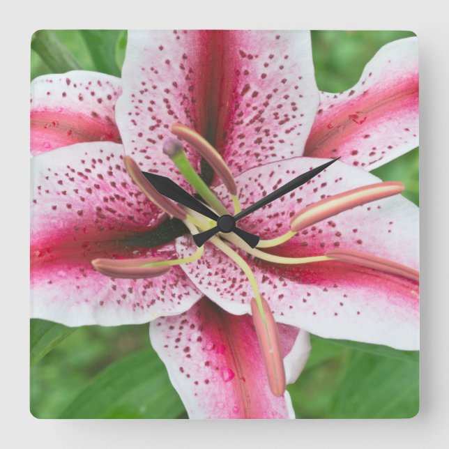 USA, Washington, Bellevue, Lily Square Wall Clock (Front)