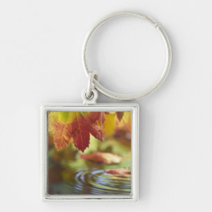 USA, Washington, Bellingham, Close-up of autumn Keychain