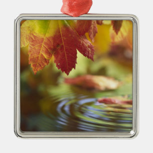 USA, Washington, Bellingham, Close-up of autumn Metal Ornament