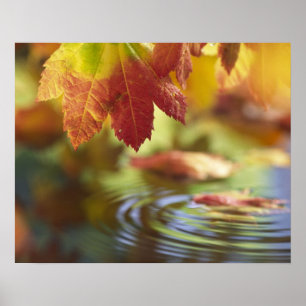 USA, Washington, Bellingham, Close-up of autumn Poster