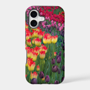 USA, Washington. Blooming Tulips 2