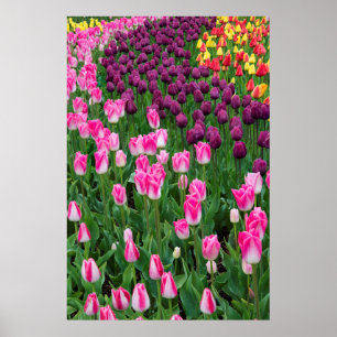 USA, Washington. Blooming Tulips Poster