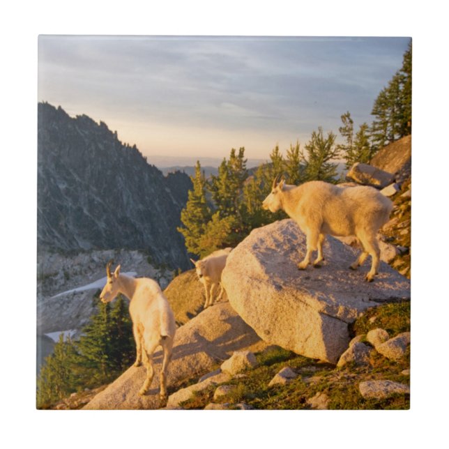 USA, Washington, Cascade Range 4 Tile (Front)
