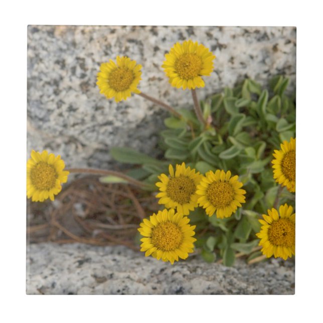 USA, Washington, Cascade Range 5 Tile (Front)
