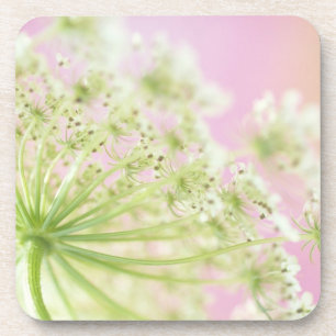 USA, Washington, Close-up of cow parsnip Coaster