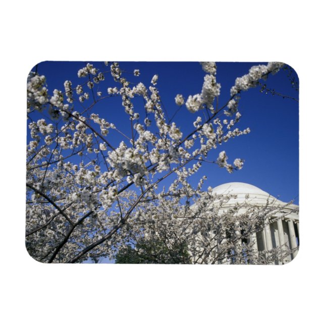 USA, Washington DC. Cherry Blossom Festival and 2 Magnet (Horizontal)