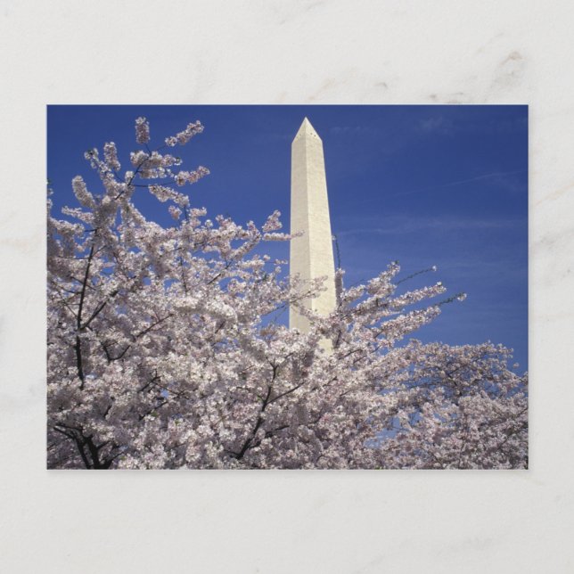 USA, Washington DC. Cherry Blossom Festival and Postcard (Front)