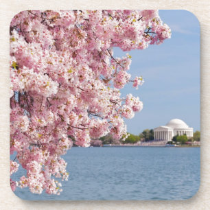 USA, Washington DC, Cherry tree Coaster