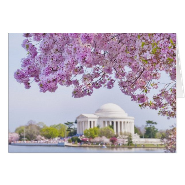 USA, Washington DC, Cherry tree in bloom (Front Horizontal)
