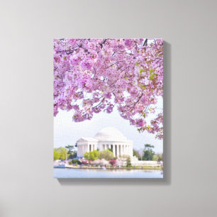 USA, Washington DC, Cherry tree in bloom Canvas Print