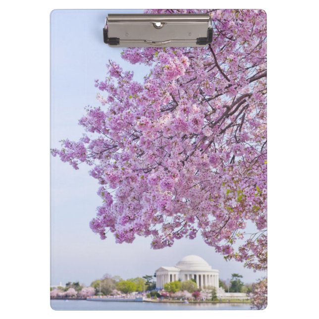USA, Washington DC, Cherry tree in bloom Clipboard (Front)
