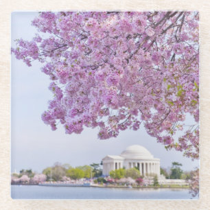 USA, Washington DC, Cherry tree in bloom Glass Coaster