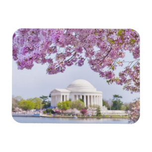 USA, Washington DC, Cherry tree in bloom Magnet