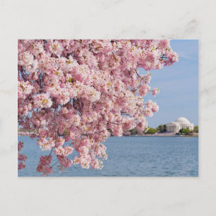 USA, Washington DC, Cherry tree Postcard