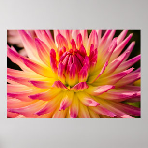 USA, Washington. Detail Of Dahlia Flower Poster