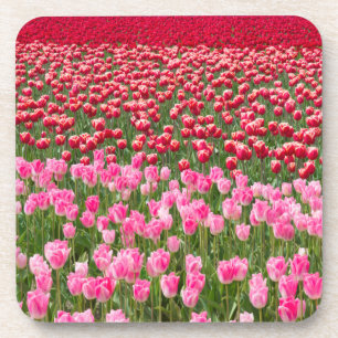 USA, Washington. Field Of Multicolored Tulips Coaster
