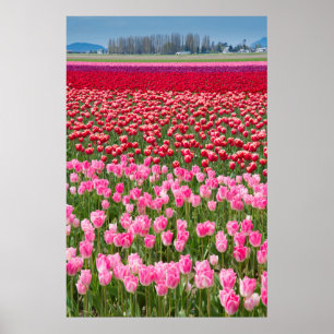 USA, Washington. Field Of Multicolored Tulips Poster