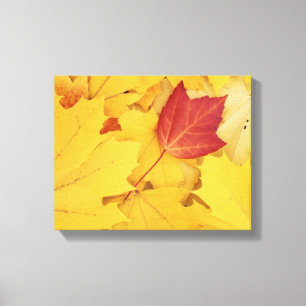 USA, Washington, Finch Arboretum, Red and Canvas Print
