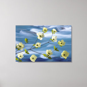 USA, Washington, Hood Canal. Pacific dogwood Canvas Print