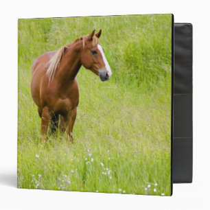 USA, Washington, Horse in Spring Field, Binder