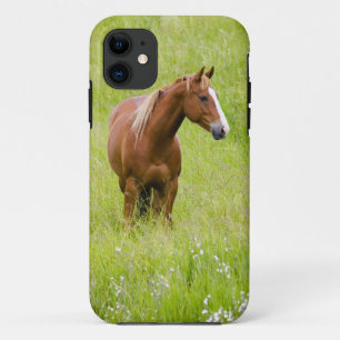 USA, Washington, Horse in Spring Field, iPhone 11 Case