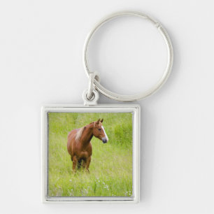 USA, Washington, Horse in Spring Field, Keychain