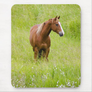 USA, Washington, Horse in Spring Field, Mouse Pad
