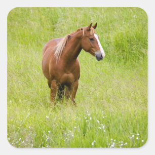 USA, Washington, Horse in Spring Field, Square Sticker