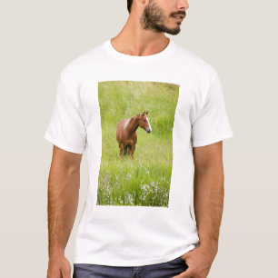USA, Washington, Horse in Spring Field, T-Shirt