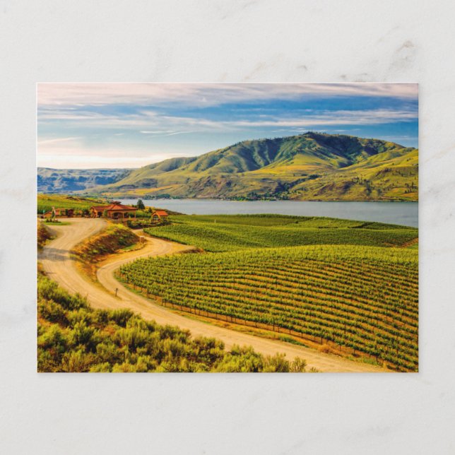 USA, Washington, Lake Chelan. Benson Vineyards Postcard (Front)