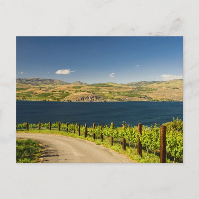 USA, Washington, Lake Chelan. Vineyard Postcard (Front)