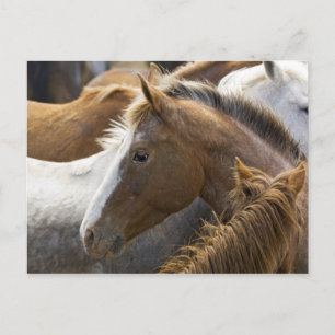USA, Washington, Malaga, Horse head profile in Postcard