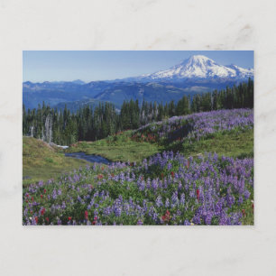 USA, Washington Mt. Adams Wilderness, Meadows Postcard