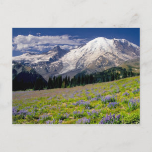 USA, Washington, Mt. Rainier National Park. Postcard