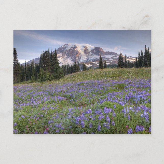 USA, Washington, Mt. Rainier NP, Mt. Rainier and Postcard (Front)