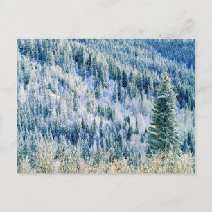 USA, Washington, Mt. Spokane State Park, Aspen 2 Postcard