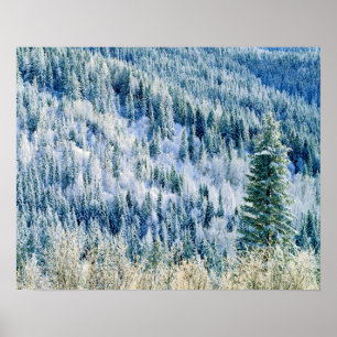 USA, Washington, Mt. Spokane State Park, Aspen 2 Poster