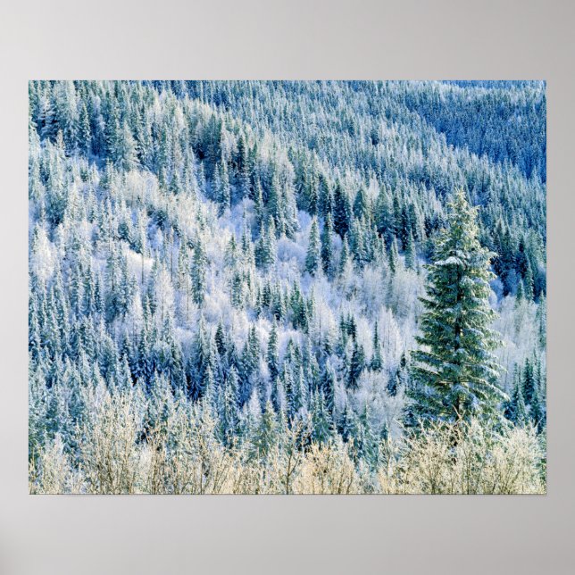 USA, Washington, Mt. Spokane State Park, Aspen 2 Poster (Front)