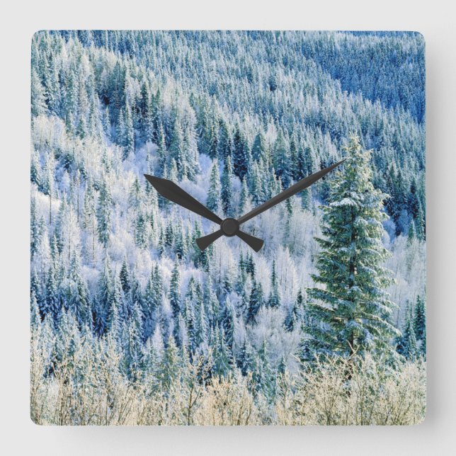 USA, Washington, Mt. Spokane State Park, Aspen 2 Square Wall Clock (Front)