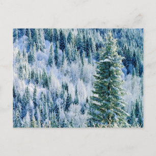 USA, Washington, Mt. Spokane State Park, Aspen Postcard