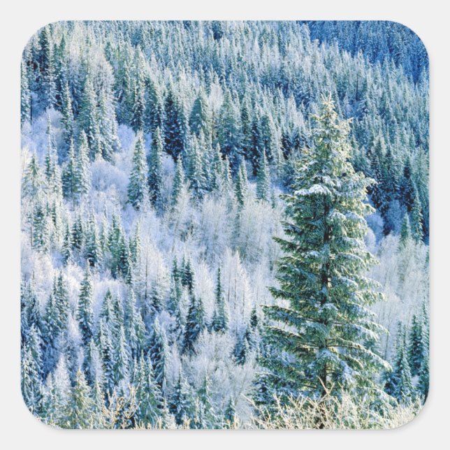 USA, Washington, Mt. Spokane State Park, Aspen Square Sticker (Front)