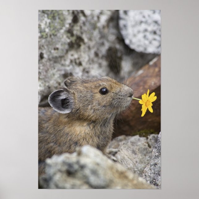 USA, Washington, North Cascades National Park, Poster (Front)