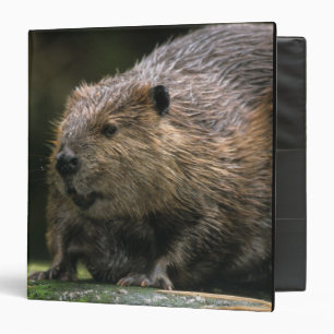 USA, Washington, Northwest Trek. Beaver Binder