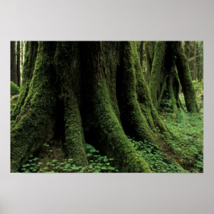 USA, Washington, Olympic National Park, 2 Poster