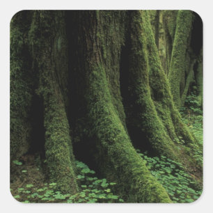 USA, Washington, Olympic National Park, 2 Square Sticker
