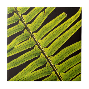 USA, Washington, Olympic National Park, Backlit Tile